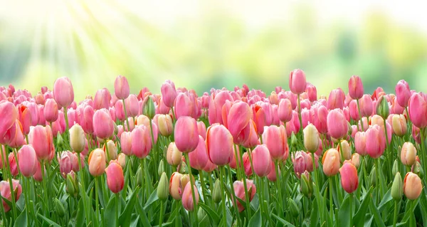 Campo Tulipas Rosa Sol Fundo Para Cartão Saudação Tons Verdes — Fotografia de Stock