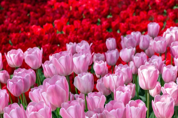 Zweifarbige Florale Hintergrund Von Roten Und Rosa Tulpen — Stockfoto