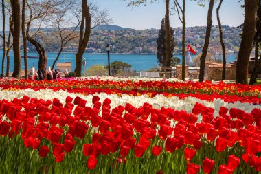 Çiçek yatak ile kırmızı ve beyaz laleler için lale festivaline Emirgan Parkı, Istanbul, Türkiye