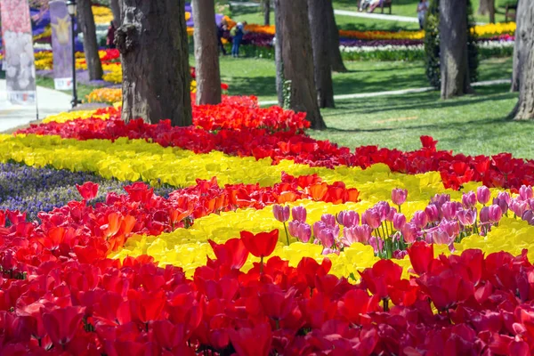 Цветочные Клумбы Красными Желтыми Тюльпанами Фестивале Тюльпанов Emirgan Park Стамбул — стоковое фото