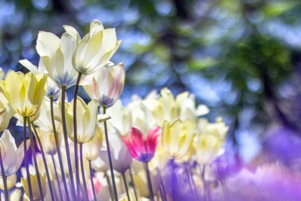Абстрактний Квітковий Фон Тюльпанами — стокове фото