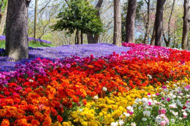 Emirgan Parkı'nda Lale Festivali çok renkli çiçekleri olan