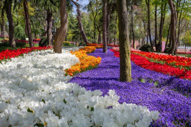 Çiçek aranjmanları Lale Festivali Istanbul'da bahar parkta Emirgan
