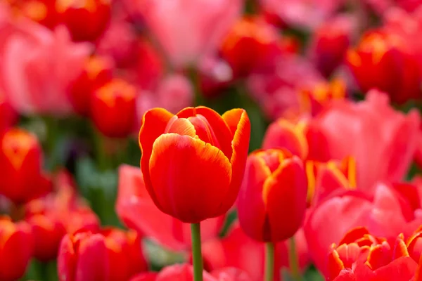 Яскраво Червоний Тюльпан Фоні Поля Тюльпанів — стокове фото