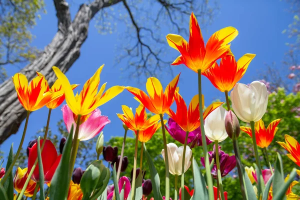 Pestrobarevné Tulipány Spodní Pohled Proti Modré Obloze Barevné Jaro Pozadí — Stock fotografie