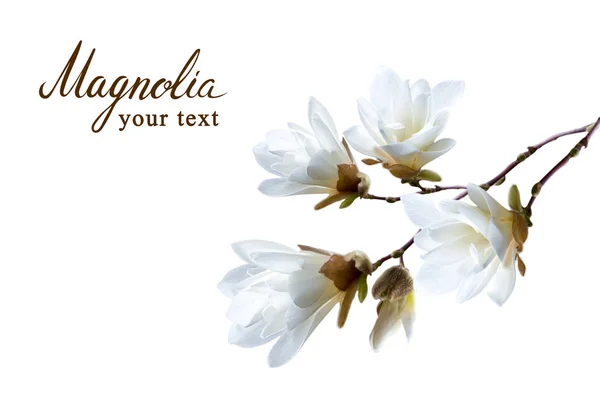 Rama Magnolia Japonesa Blanca Kobus Aislada Sobre Fondo Blanco —  Fotos de Stock