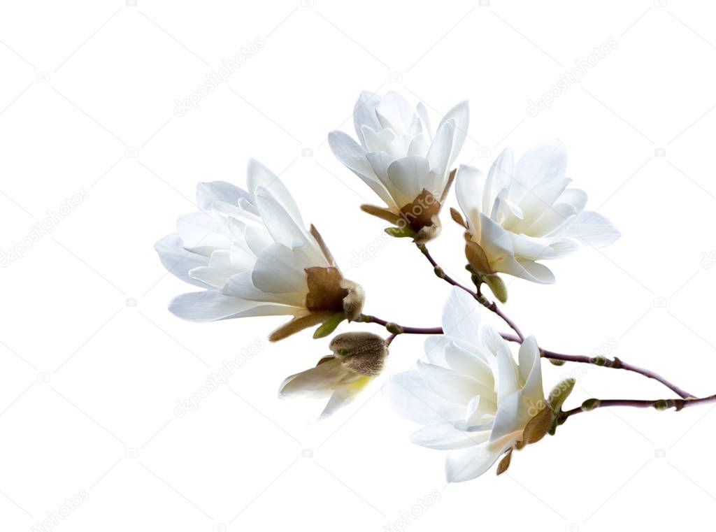 Branch of white Japanese magnolia kobus isolated on white background