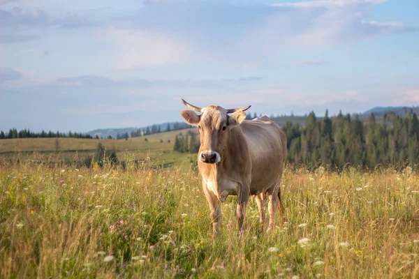 Kühe Großaufnahme Grasen Auf Einer Sommergraswiese — Stockfoto
