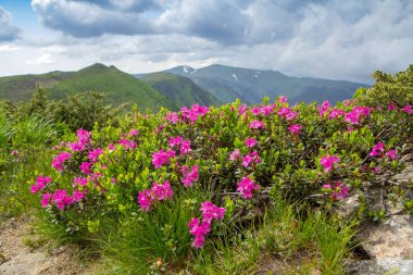 Vadi Karpat ridge üstüne çiçekli çiçek açması pembe ormangülü dağlarda,