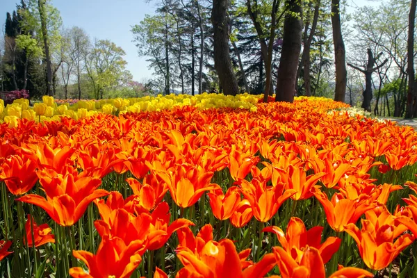 Záhony s oranžové a žluté tulipány v festival tulipánů Emirgan Park, Istanbul, Turecko — Stock fotografie