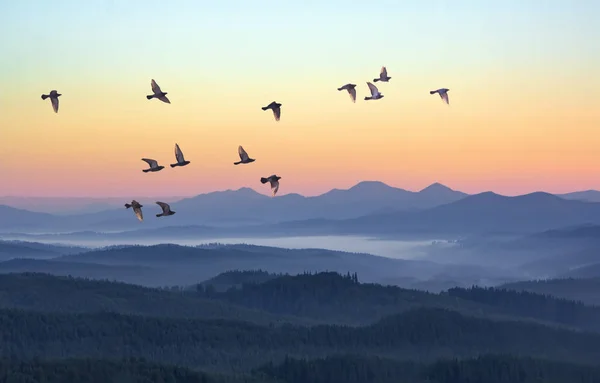 Mglisty Poranek Górach Lotu Ptaków Nad Sylwetkami Hills Serenity Wschód — Zdjęcie stockowe