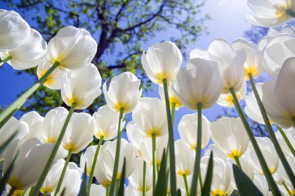 White tulips against the blue sky in Emirgan Park, Turkey, Istanbul, bottom view — Stock Photo, Image