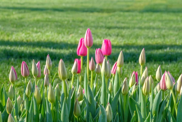 Botões rosa suaves de tulipas florescendo no fundo da grama verde exuberante — Fotografia de Stock