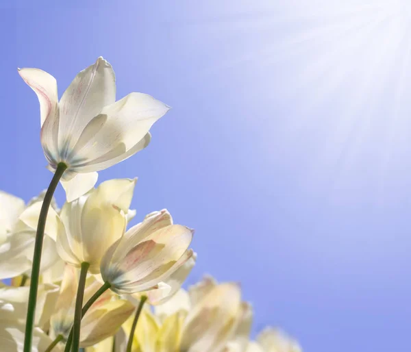 Delicados tulipanes blancos bajo el sol sobre un fondo azul lila, vista inferior —  Fotos de Stock