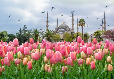 Mavi Camii, (Sultanahmet Camii) pembe lalelerle, İstanbul, Türkiye