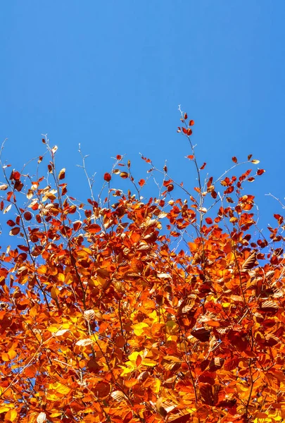 Herbst Hintergrund mit einem Baum und goldenen Blättern und blauem Himmel — Stockfoto