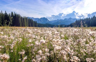 Çayırlık otlarla çevrili manzara, Karadağ, Avrupa 'daki Durmitor ulusal parkındaki dağlara harika bir manzara.