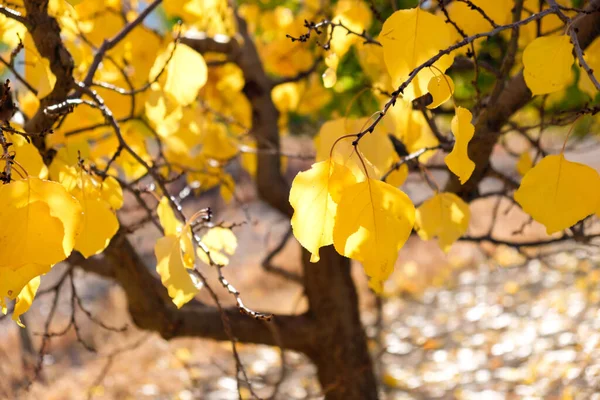 Herbstlandschaft Einem Sonnigen Tag Leuchtend Gelbe Blätter Eines Baumes Einem — Stockfoto