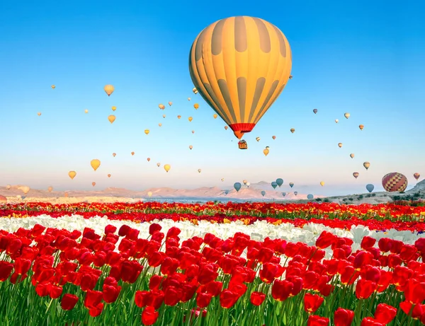 Globos Aire Caliente Capadocia Volando Sobre Campo Tulipanes Turquía Paisaje —  Fotos de Stock