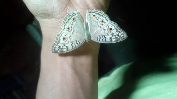 Schöner Schmetterling Auf Der Hand — Stockfoto