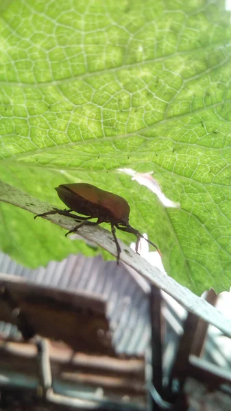 Brouwn Bug Green Leaf — Stock fotografie