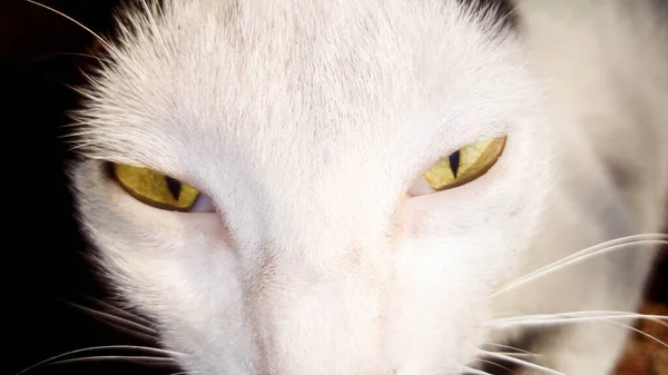 黒と白の猫顔 — ストック写真