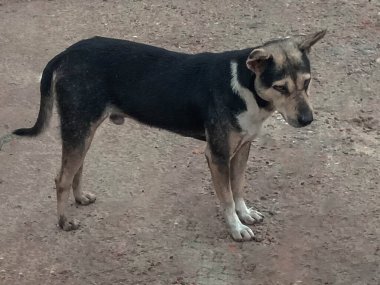 Yoldaki Siyah Köpek