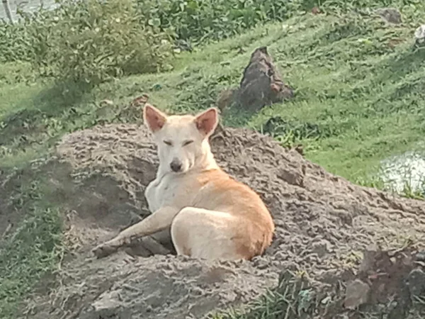 Gebrochener Hund Auf Sand — Stockfoto