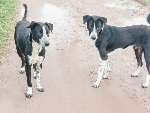 Perro Color Negro Camino — Foto de Stock