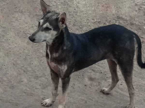 Sort Farvet Hund Vej - Stock-foto