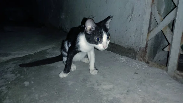 Siyah Beyaz Şirin Kedi Yakın Çekim — Stok fotoğraf