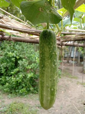 Bahçedeki ağaçta taze salatalık.