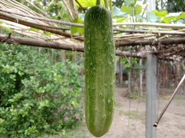 Bahçedeki ağaçta taze salatalık.