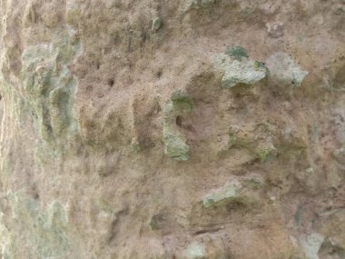 Testere değirmeninin ahşap dokusu