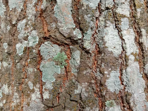 Drewniane Tło Tekstury Tartaku — Zdjęcie stockowe