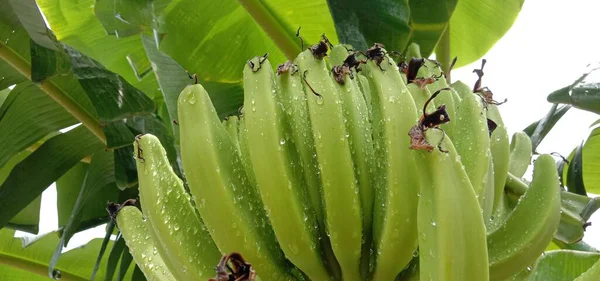 Tasty Healthy Raw Banana Bunch Garden — Stock Photo, Image