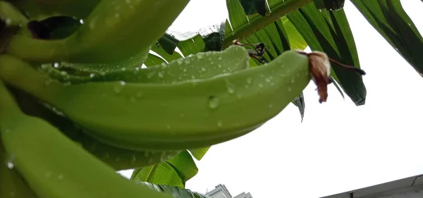 Smaczne Zdrowe Surowe Bananowe Pęczki Ogrodzie — Zdjęcie stockowe