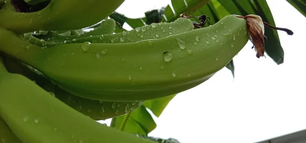 Νόστιμη Και Υγιεινή Ακατέργαστη Δέσμη Μπανάνας Στον Κήπο — Φωτογραφία Αρχείου