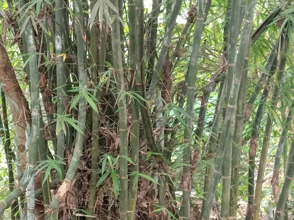 绿色竹子花园特写 — 图库照片