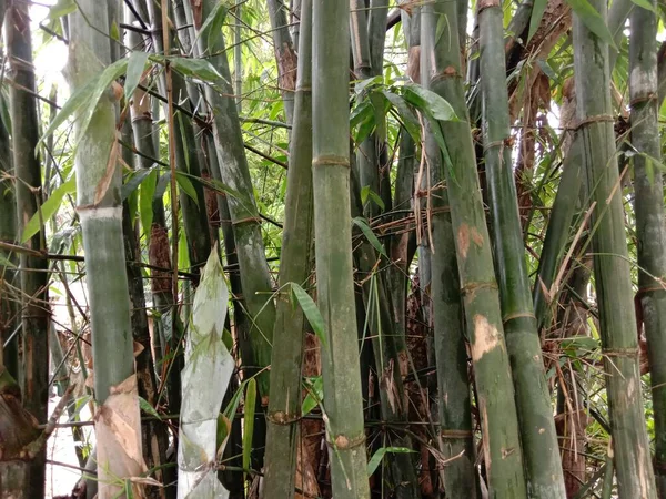 Primer Plano Jardín Bambú Color Verde — Foto de Stock