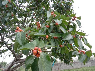 Bahçede yeşil ağacı olan kırmızı renk çiçek.
