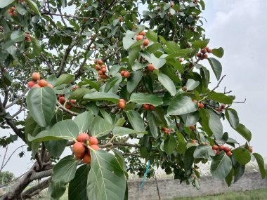 Bahçede yeşil ağacı olan kırmızı renk çiçek.