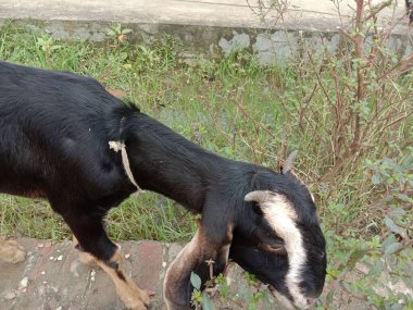 Bir keçi tarladaki otları yiyor.