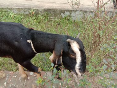 Bir keçi tarladaki otları yiyor.
