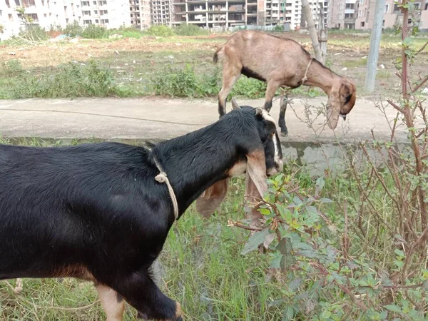 Uma Cabra Comendo Grama Campo — Fotografia de Stock