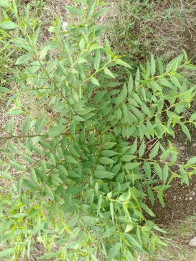 yeşil renkli çimenler doğayla iç içe.