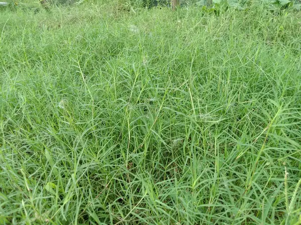 Green Colored Grass Coloseup Nature — Stock Photo, Image