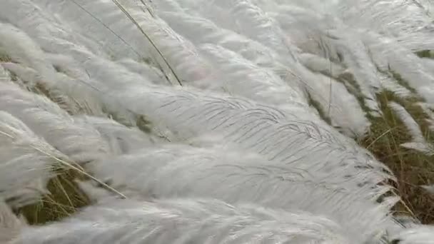 Білий Колір Красива Квітка Язка Полі — стокове відео