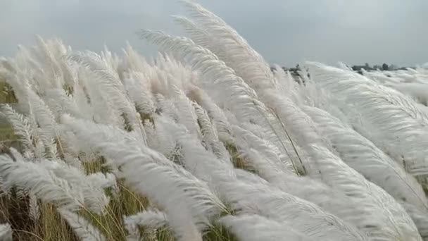 ขาว สวยงาม Catkin ดอกไม บนสนาม — วีดีโอสต็อก