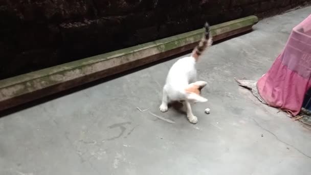 Bonito Gato Jogando Chão Com Bola — Vídeo de Stock